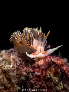 The Spear ... Nudibranch - Phidiana militaris. Chaloklum,... by Stefan Follows 